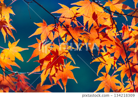 Sakurayama Park Autumn leaves scenery 1 134218309