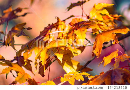 Sakurayama Park Autumn leaves scenery 1-61 Sakurayama Park Autumn leaves scenery 1-61 134218316