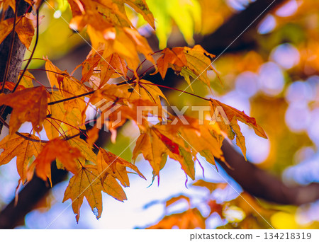 Sakurayama Park Autumn leaves scenery 1-64 Sakurayama Park Autumn leaves scenery 1-64 134218319