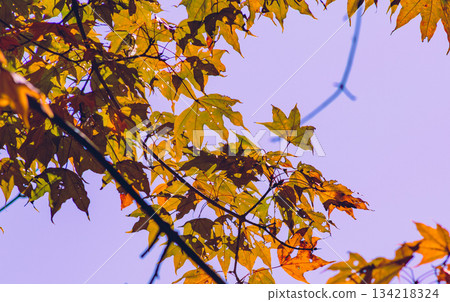 Sakurayama Park Autumn leaves scenery 1-69 Sakurayama Park Autumn leaves scenery 1-69 134218324