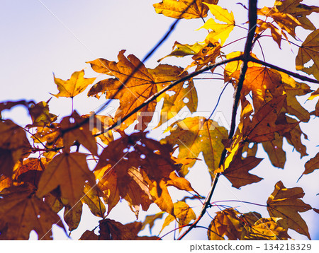 Sakurayama Park Autumn leaves scenery 1-74 134218329