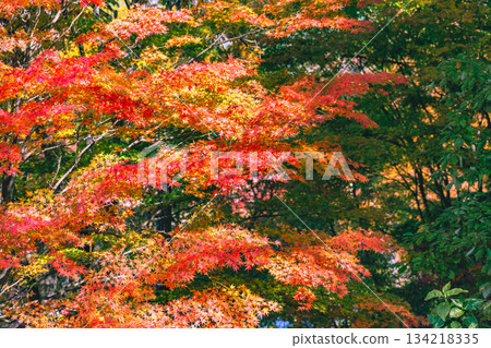 Sakurayama Park Autumn leaves scenery 1-79 Sakurayama Park Autumn leaves scenery 1-79 134218335