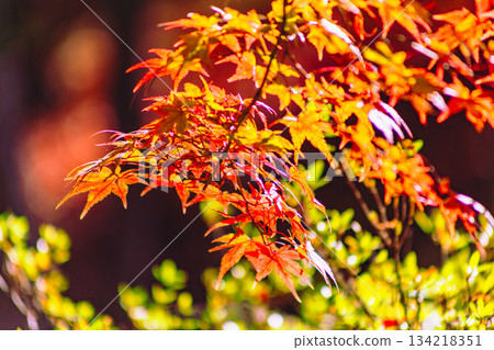 Sakurayama Park Autumn leaves scenery 1-94 134218351