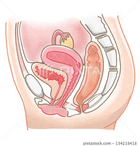 A simple watercolor cross-sectional illustration of a woman's uterus, ovaries, and reproductive organs A simple watercolor cross-sectional illustration of a woman's uterus, ovaries, and reproductive organs 134218418