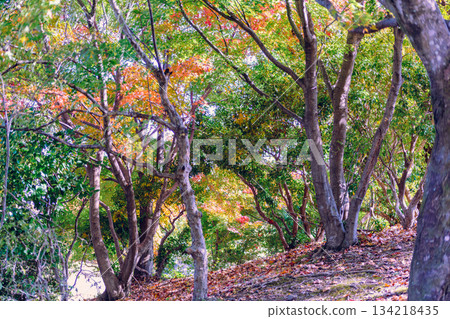 Sakurayama Park Autumn leaves scenery 1-8 134218435
