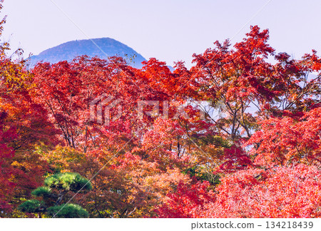 櫻山公園秋葉景色 1-12 櫻山公園秋葉景色 1-12 134218439