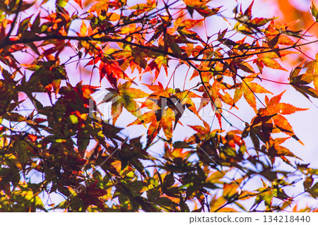 Sakurayama Park Autumn leaves scenery 1-14 134218440