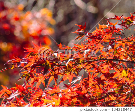 Sakurayama Park Autumn leaves scenery 1-21 134218447