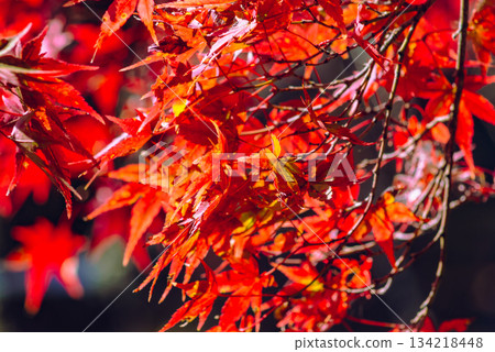 櫻山公園秋葉景色 1-22 134218448