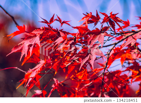 櫻山公園秋葉景色 1-25 櫻山公園秋葉景色 1-25 134218451