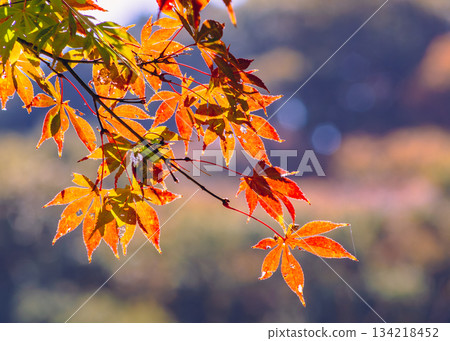 Sakurayama Park Autumn leaves scenery 1-26 134218452