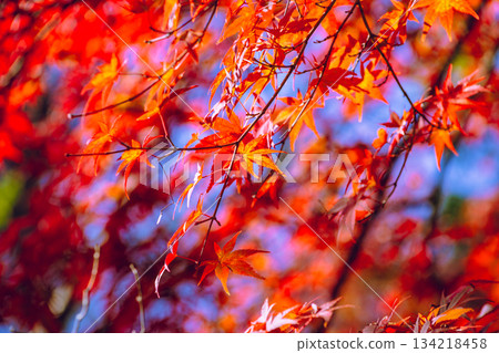 Sakurayama Park Autumn leaves scenery 1-32 134218458