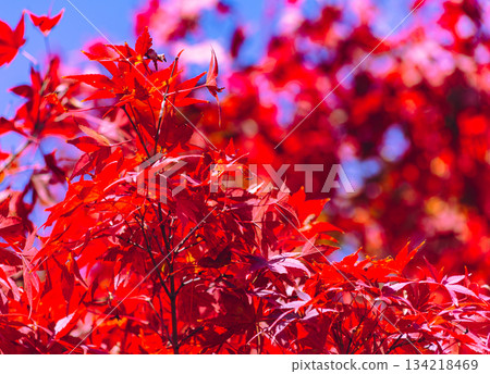 Sakurayama Park Autumn leaves scenery 1-43 134218469