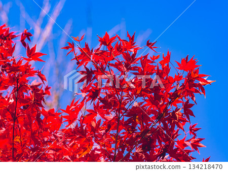 櫻山公園秋葉景色 1-44 櫻山公園秋葉景色 1-44 134218470