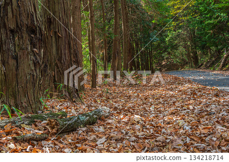 京都府笠木町的針葉林裡,落葉堆積如山。 京都府笠木町的針葉林裡,落葉堆積如山。 134218714