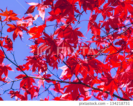 櫻山公園秋葉景色 2-57 櫻山公園秋葉景色 2-57 134218731