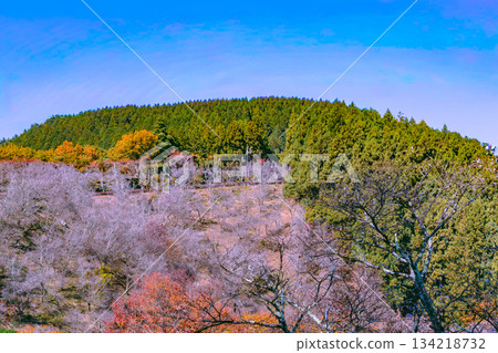 Sakurayama Park Autumn leaves scenery 2-58 134218732