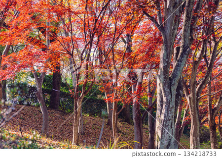 Sakurayama Park Autumn leaves scenery 2-59 Sakurayama Park Autumn leaves scenery 2-59 134218733