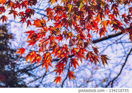 Sakurayama Park Autumn leaves scenery 2-61 134218735