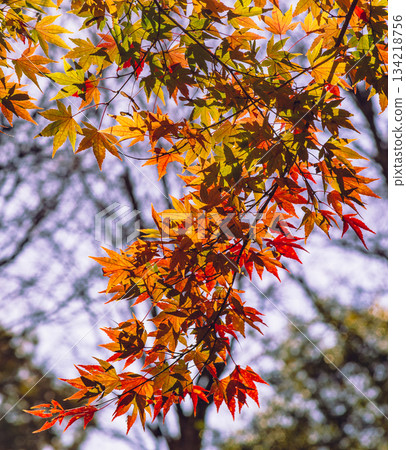 Sakurayama Park Autumn leaves scenery 2-82 134218756