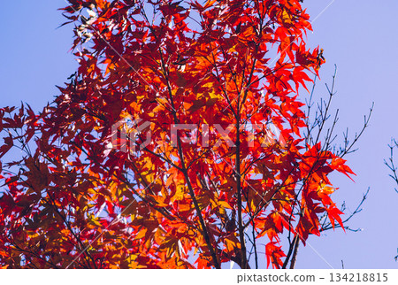 櫻山公園秋葉景色 2-1 櫻山公園秋葉景色 2-1 134218815