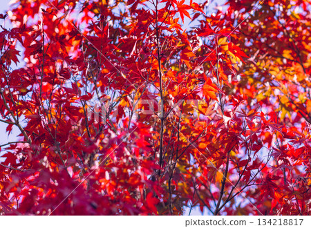 櫻山公園秋葉景色 2-3 134218817