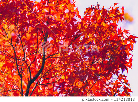 Sakurayama Park Autumn leaves scenery 2-4 134218818