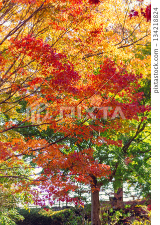 櫻山公園秋葉景色 2-10 櫻山公園秋葉景色 2-10 134218824