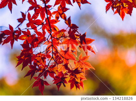 櫻山公園秋葉景色 2-13 櫻山公園秋葉景色 2-13 134218826