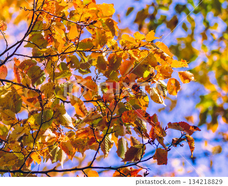 Sakurayama Park Autumn leaves scenery 2-17 134218829