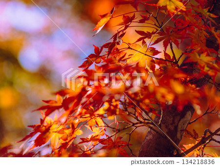 Sakurayama Park Autumn leaves scenery 2-30 134218836