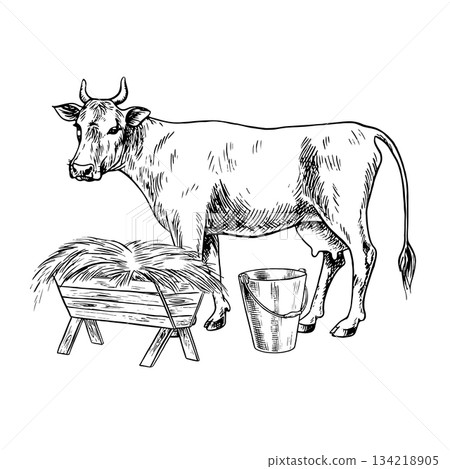 Cow milking. Black and white vector illustration drawn by hand. A cow standing in profile and eating hay. Perfect for dairy farms or agricultural projects, for labels, packaging, banners, and more. 134218905