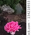 Pink roses at dawn 134218933