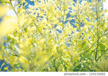 Plants that receive sunlight Plants that receive sunlight 134218982