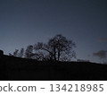 Silhouette of a tree with fallen leaves 134218985