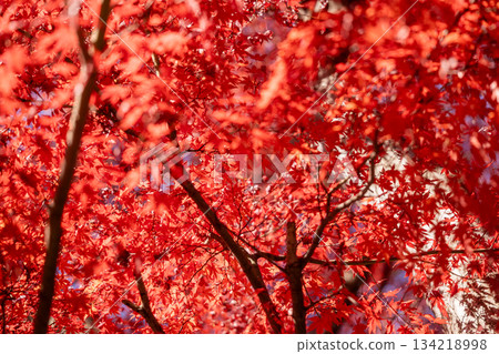 山皮膚秋葉 134218998