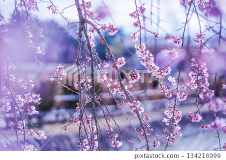 櫻花在河邊搖曳 134218999