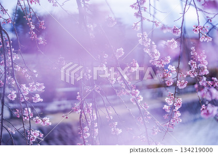 櫻花在河邊搖曳 134219000