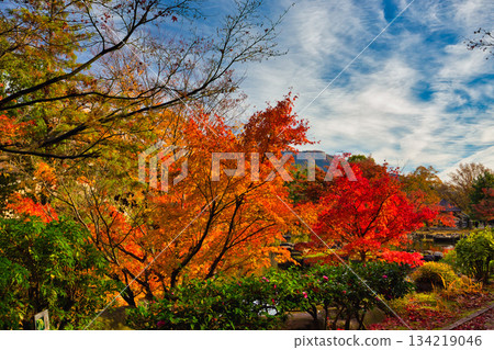 Park landscape in late autumn 134219046
