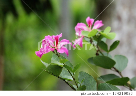pink flowers in the garden 134219083
