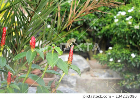 red chili peppers on a tree 134219086