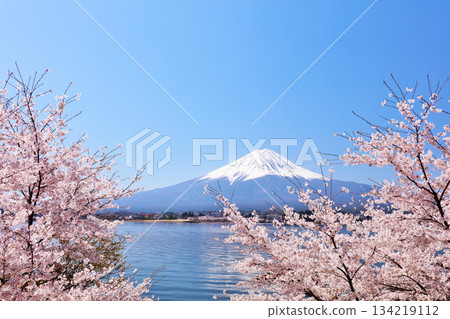 Spring Fuji in Japan and cherry blossoms 134219112