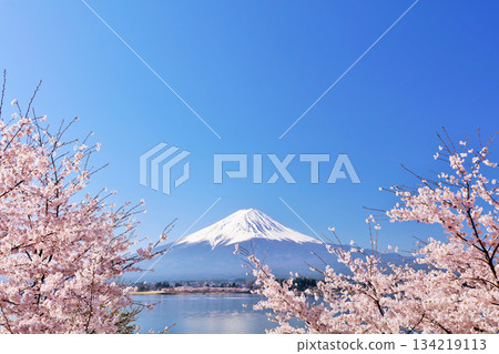 Spring Fuji in Japan and cherry blossoms 134219113