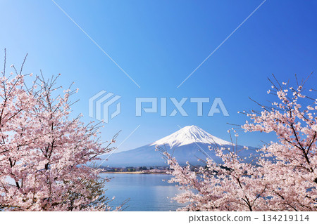 日本的春天富士和櫻花 134219114