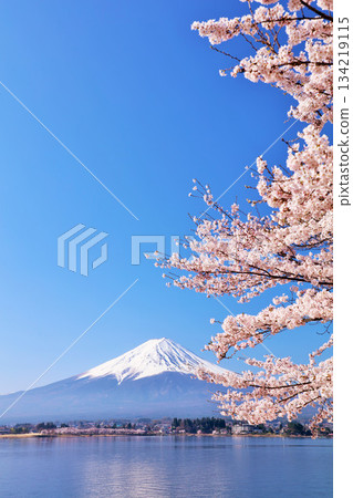 Spring Fuji in Japan and cherry blossoms Spring Fuji in Japan and cherry blossoms 134219115
