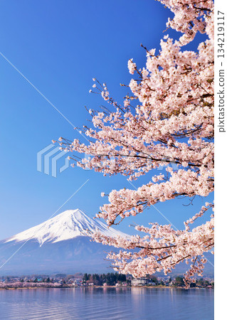日本的春天富士和櫻花 134219117