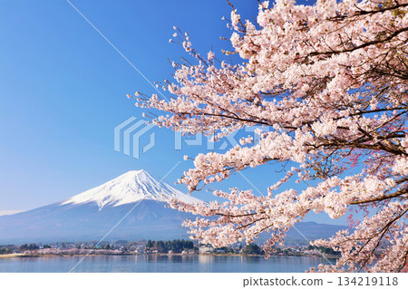 Spring Fuji in Japan and cherry blossoms Spring Fuji in Japan and cherry blossoms 134219118