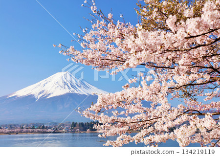 Spring Fuji in Japan and cherry blossoms Spring Fuji in Japan and cherry blossoms 134219119