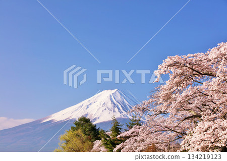 日本的春天富士和櫻花 134219123