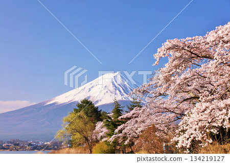日本的春天富士和櫻花 134219127